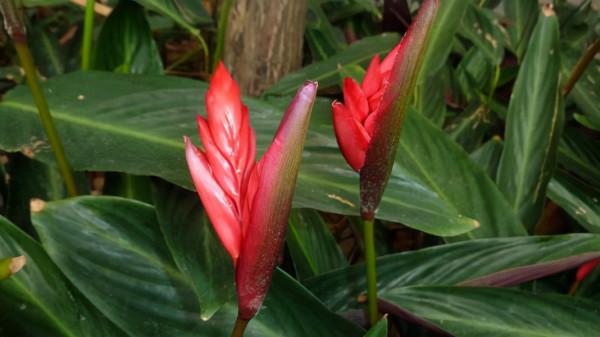 客廳養花，不如養盆花中精品——紫背竹芋