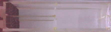 一條魚嗑了藥,也會上癮嗎? 一條魚嗑了藥,也會上癮嗎?