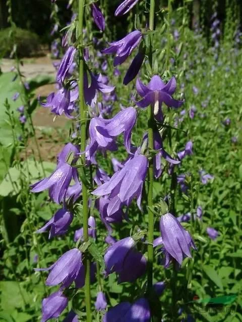 《百花集》（二百六十七）