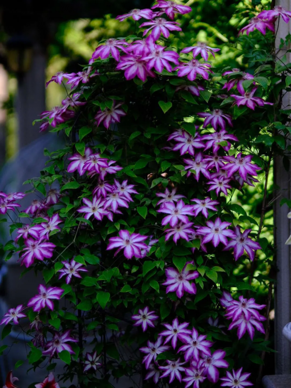 東北花友走遍歐洲著名花園,回國後建了座四季有花的北方花園 東北花友走遍歐洲著名花園,回國後建了座四季有花的北方花園