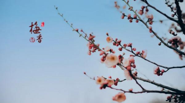 松江這片梅花園，開得太美了