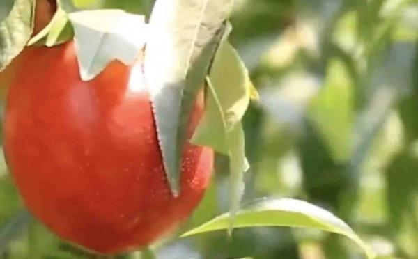 陝西咸陽十大特產有哪些