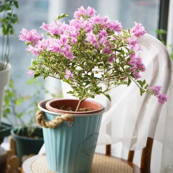 這些花，現在入手最適合，冬季室內也能花開爆盆