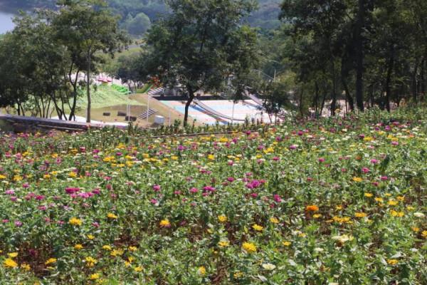 中秋去哪兒:粉黛染山頭,如煙似霞浪漫朦朧 中秋去哪兒:粉黛染山頭,如煙似霞浪漫朦朧