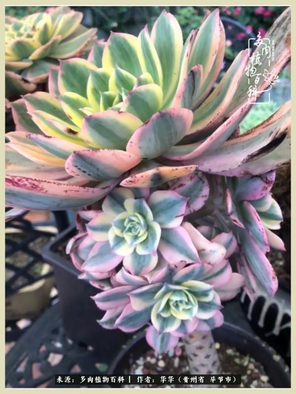 我的造園之夢：鮮花、多肉、錦鯉，這才是樓頂花園該有的樣子