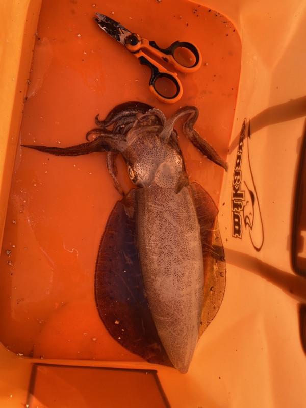 來一場說走就走的垂釣之旅，成功解鎖新魚種