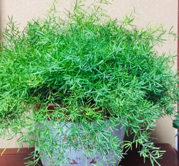 4種花可以放心“跟風”,好養開花多,越冷顏色越好看 4種花可以放心“跟風”,好養開花多,越冷顏色越好看