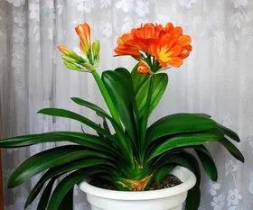 養花小技巧，一學你就會