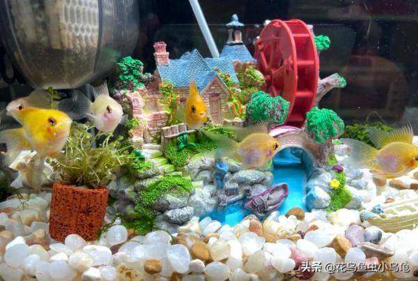 金波子怎麼養?超級可愛的小魚你值得擁有 金波子怎麼養?超級可愛的小魚你值得擁有