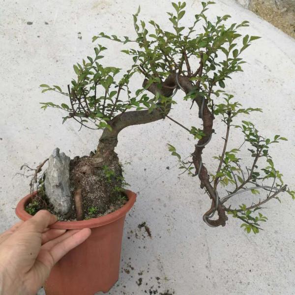 初見是毫不起眼的小苗，先養坯再造型，三年“脫胎”變盆景