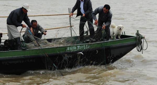 鄱陽湖大量野生魚擱淺，護魚隊寧死也不讓撈，網友：點贊，做得好