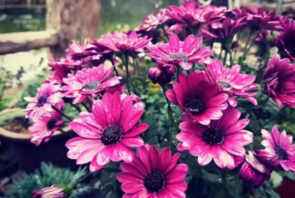 被譽為開花機器的6種花，不怕累，四季花開不斷