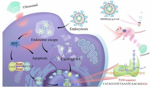 研究：CRISPR/Cas9基因編輯提升了超聲癌症治療的效果
