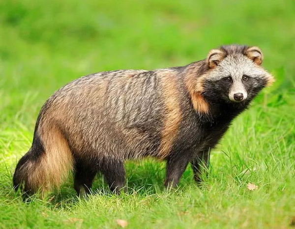 人家可是真·熊貓,別再叫它“乾脆面”! 人家可是真·熊貓,別再叫它“乾脆面”!