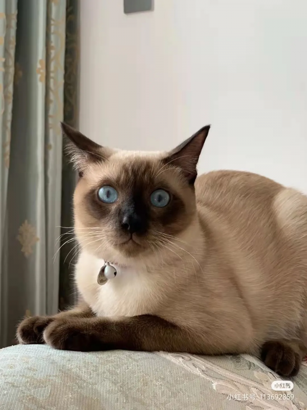 “下輩子,我再也不養暹羅貓了!” “下輩子,我再也不養暹羅貓了!”