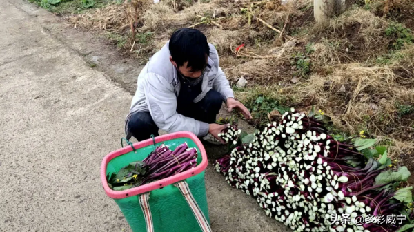 貴州威寧兔街：煙地套種紅菜薹 一份土地有雙收