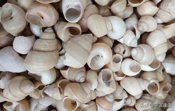 瓦楞子、螺螄殼，來源於食物的中藥材