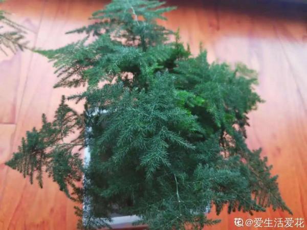 文竹黃葉剪一刀，少澆水多通風，順利度夏