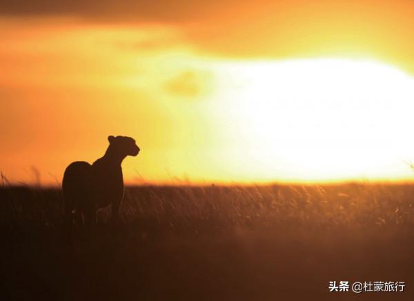 從外交官到“中國獅子王”，他深入非洲14年，只為解鎖這些秘密