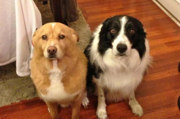 因搞破壞被抓時的狗狗,它的表情我能笑一天 因搞破壞被抓時的狗狗,它的表情我能笑一天