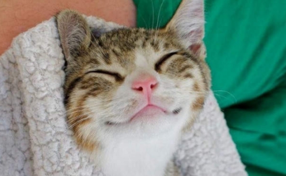 網友分享喵星人微笑練習 得意 治癒 還是無法言喻？