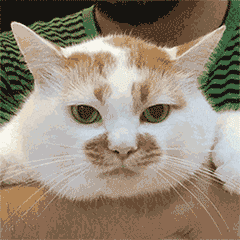 舒暢,你的臉還要嗎? 舒暢,你的臉還要嗎?