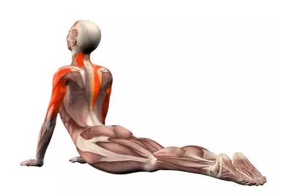 瑜伽眼鏡蛇式：幅度並不大手臂都沒伸直，腰還是不舒服，為什麼？