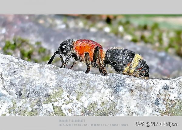 昆蟲攝影：絨蟻蜂，聽說過嗎？戶外遇上了，你會認為是隻螞蟻嗎？