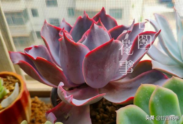 秋天養多肉,運用3要素合理虐養,適當“進補”,養出果凍小胖墩 秋天養多肉,運用3要素合理虐養,適當“進補”,養出果凍小胖墩