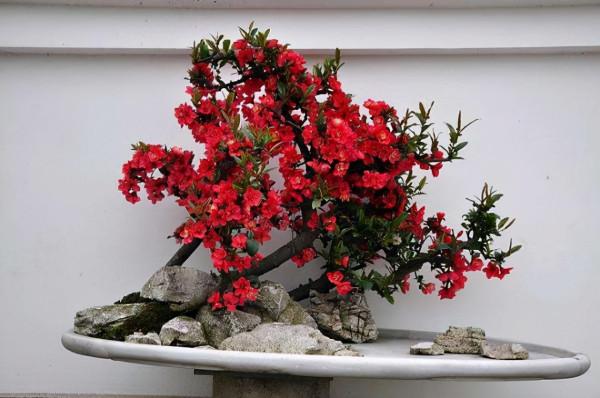養海棠花,做好這幾點,花開“爆盆”,鄰居看了都羨慕不已 養海棠花,做好這幾點,花開“爆盆”,鄰居看了都羨慕不已