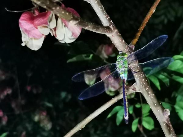 兩天一夜兒童獨立營小結