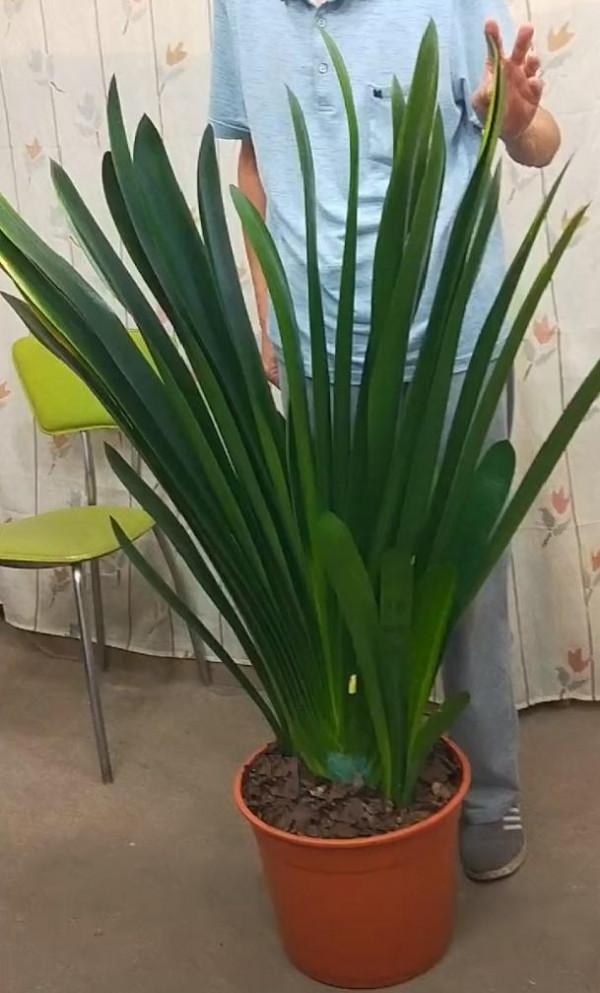 君子蘭“富養”好，5個小技巧，花箭“竄高個”，開花多又大