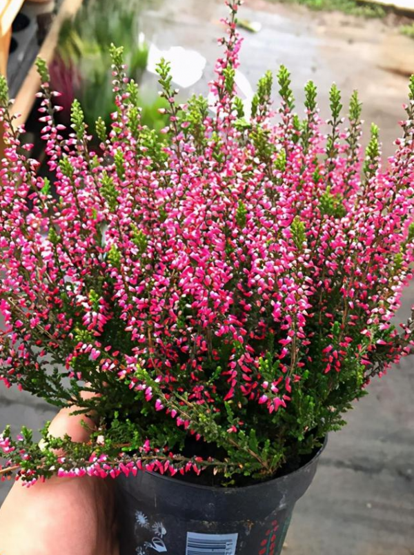 7種&OpenCurlyDoubleQuote;土豪花&rdquo;，貴的太離譜，工薪族&OpenCurlyDoubleQuote;捨不得&rdquo;，看看解解饞