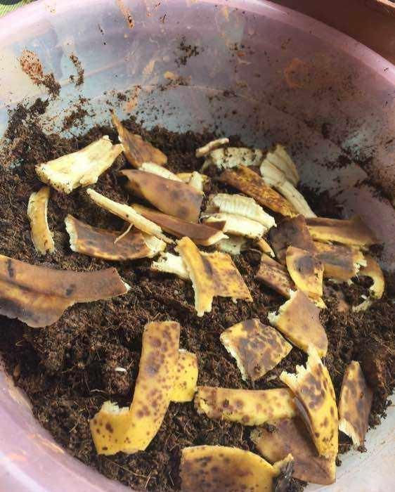 冬天養花成本“高”，試下這3“垃圾”，不花1分錢，花開爆不停