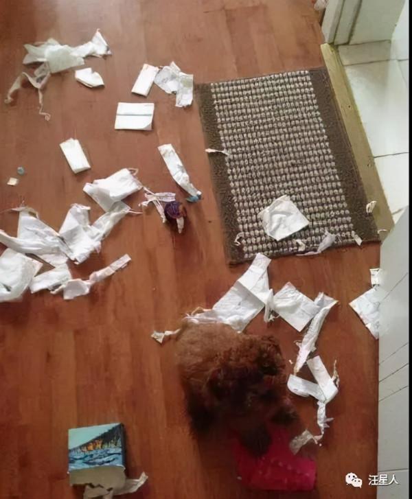 妹子養了一隻超萌的金毛寶寶,但幾個月後……怎麼變“哈士奇”了 妹子養了一隻超萌的金毛寶寶,但幾個月後……怎麼變“哈士奇”了