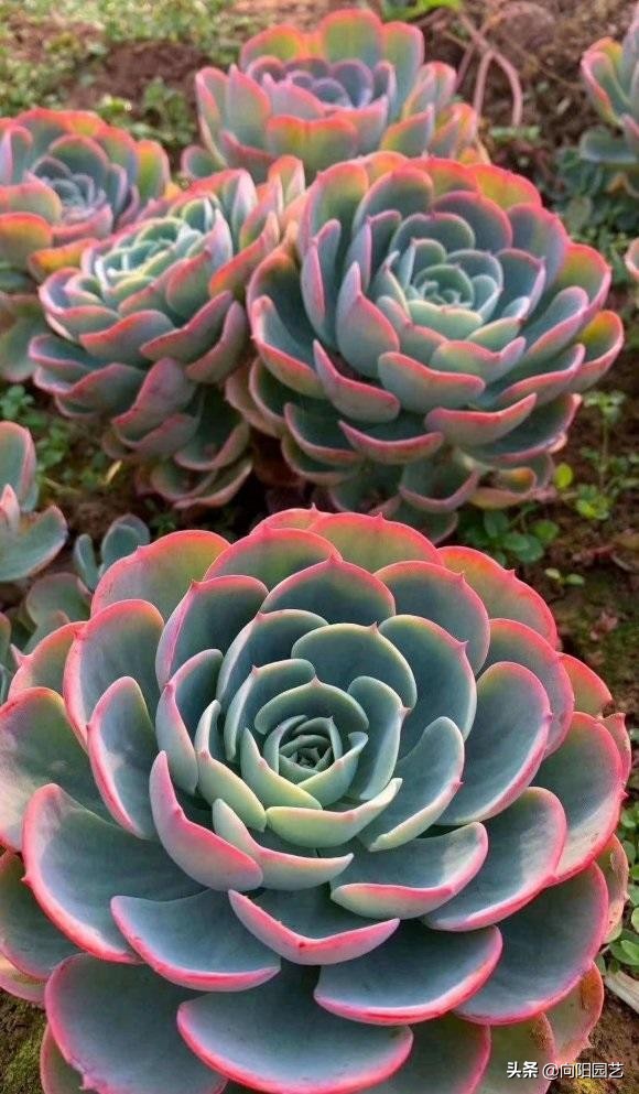 秋天來了，又到了買多肉的季節，教你挑選多肉，買多肉不吃虧