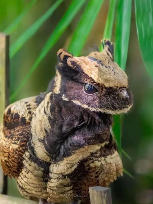 現實中的無牙仔