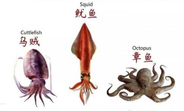 章魚來自太空？新研究稱章魚或於5億年前來到地球，基因或被改變