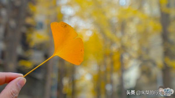 打卡成都幾處公園 有的是四川最早開辦的 有的是當地唯一五星級公園