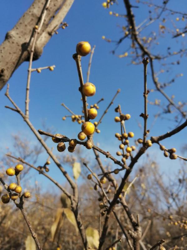 臘梅花開時