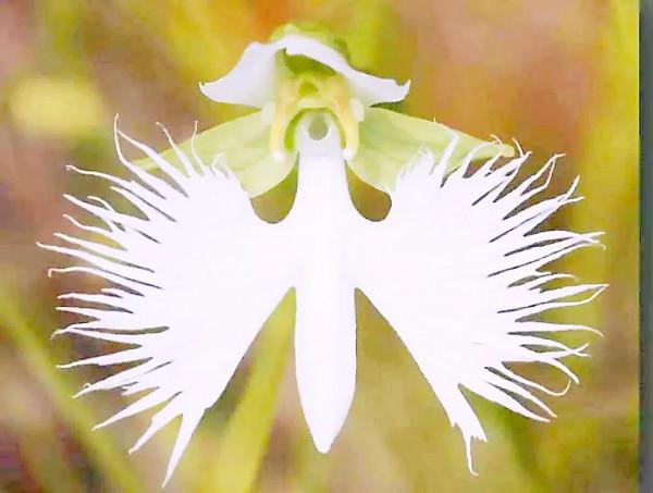 分享：千奇百堅、多姿多彩奪目的奇花，愛上了