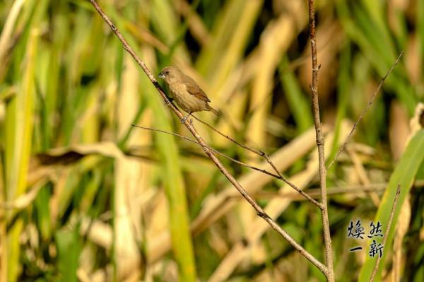 斑文鳥1240 斑文鳥1240