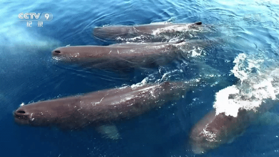 16部超讚自然紀錄片，讓孩子足不出戶看到地球的“真實面目”！