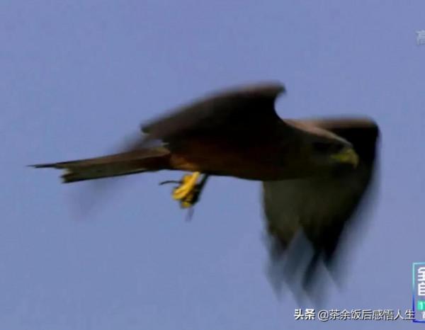 一千隻只小海龜只有一隻活到成年