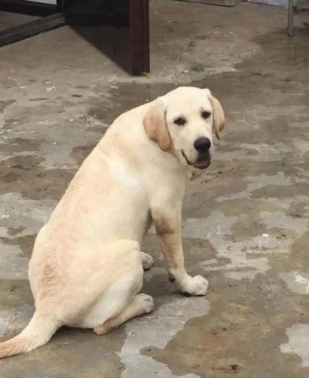 感動！陪伴自閉症男孩15年身患重病“忠犬八公”在主人懷裡安樂死