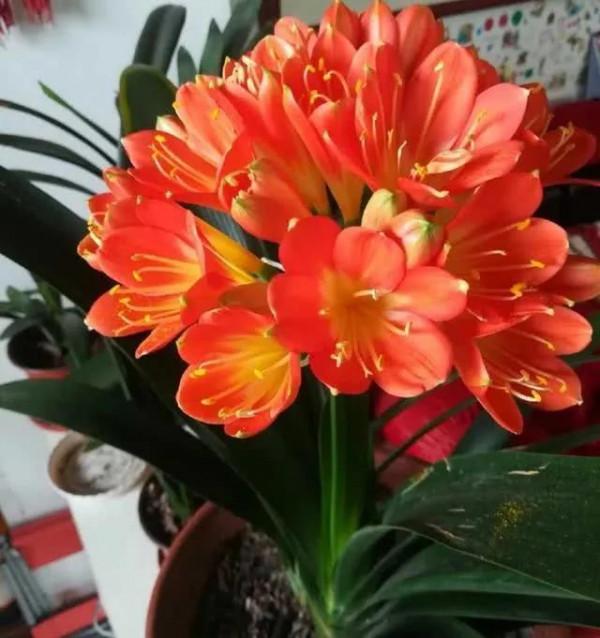 分享圖片：醉美君子蘭