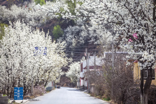 川藏南北線看花，追逐中國最美的春天