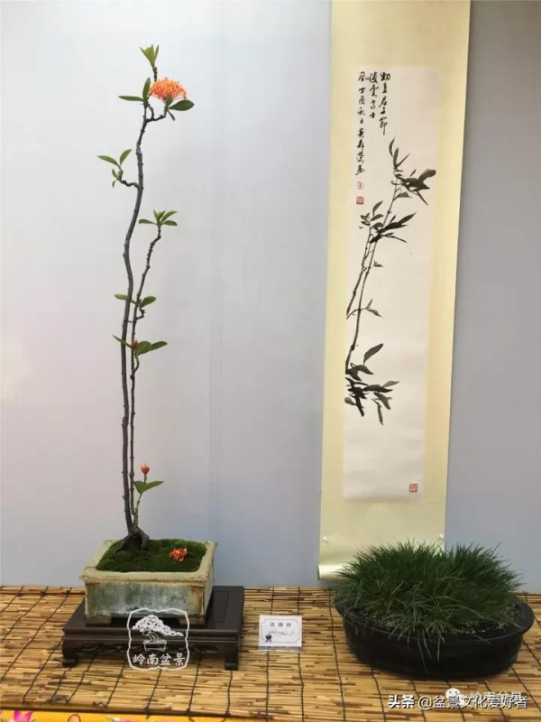 最高水準的素仁格盆景藝術，值得收藏