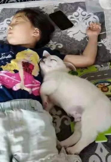 小狗飯糰兒,希望你開心 小狗飯糰兒,希望你開心