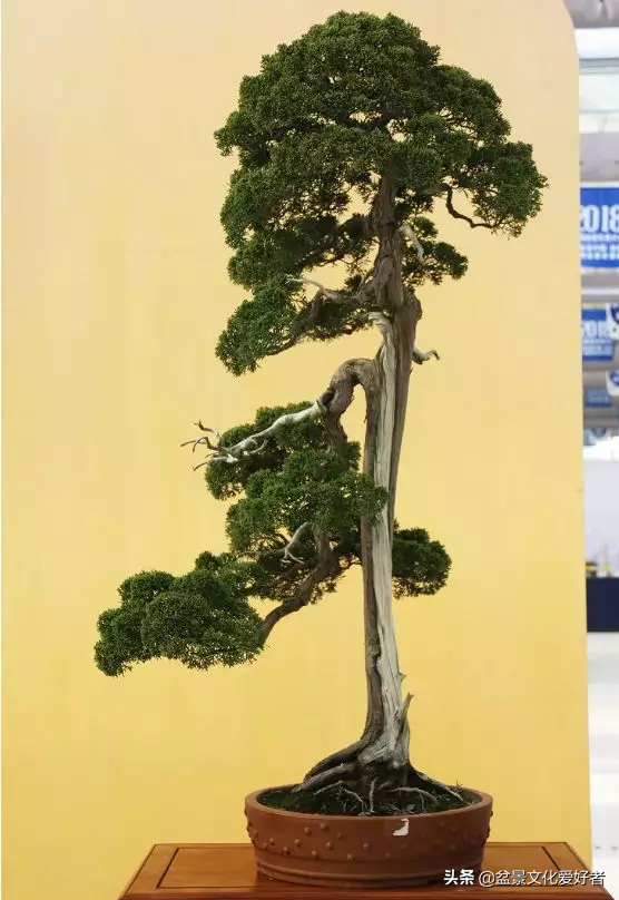 盆景製作口訣（建議收藏）